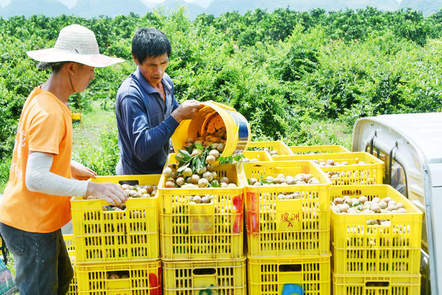 盛夏时节鲜李采收忙