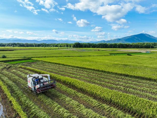 双抢
早稻
道县