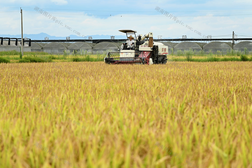 早稻收割  水稻  粮田 农机作业 高温天气 农业 高温作业 农民 收割 农机