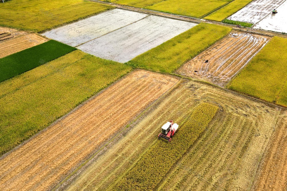粮食生产  双抢  早稻  晚稻  丰收  农机