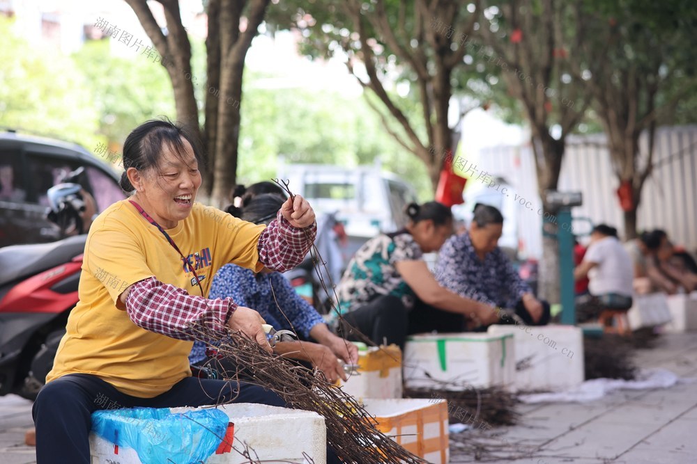 中药材、加工、钩藤、就业、乡村产业