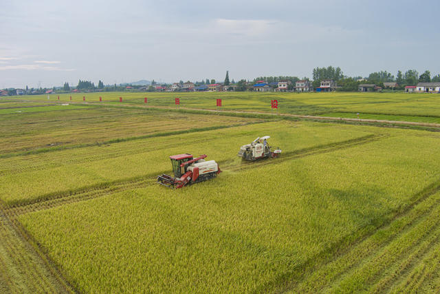 农业  农民 农村  稻谷  早稻   双抢   水稻  高标准农田