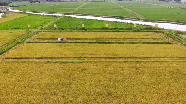 早稻 金黄 收割 机械化