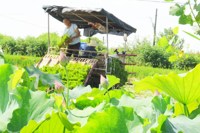 农业  粮食生产  双抢季节  盛夏 
 晚稻移栽  机械化