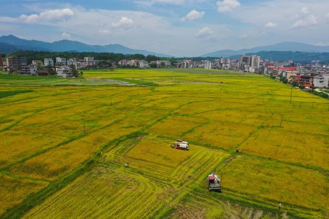 蓝天,收割机,收割早稻,双抢,农机,农业机械化,农业,耕整农田,收割机,旋耕机,女农机手