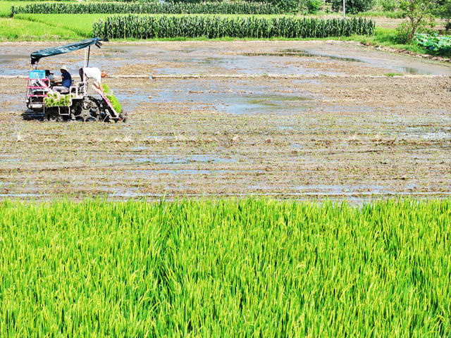 农业  粮食生产  双抢季节  盛夏 
 晚稻移栽  机械化