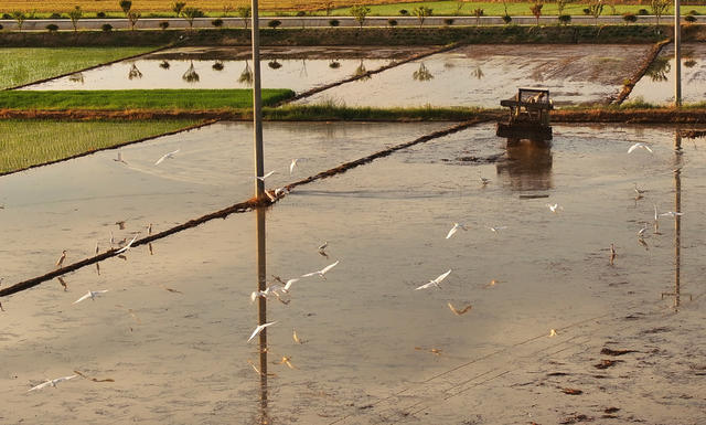 三伏 高温 农事 双抢 劳作