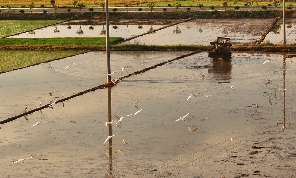 三伏 高温 农事 双抢 劳作