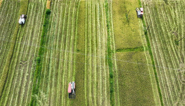 双抢、盛夏、农村、农民