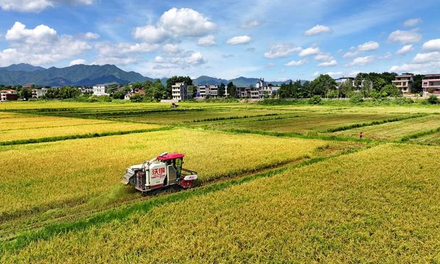 湖南  常宁  早稻  抢收