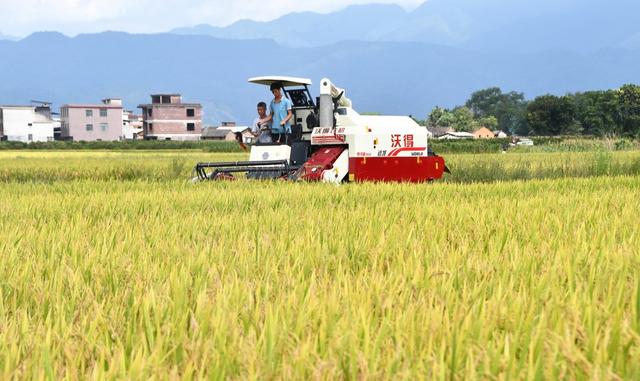   盛夏“双抢”忙