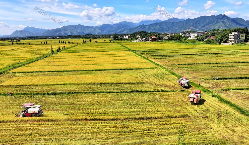 湖南  常宁  早稻  抢收