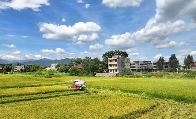 湖南  常宁  早稻  抢收