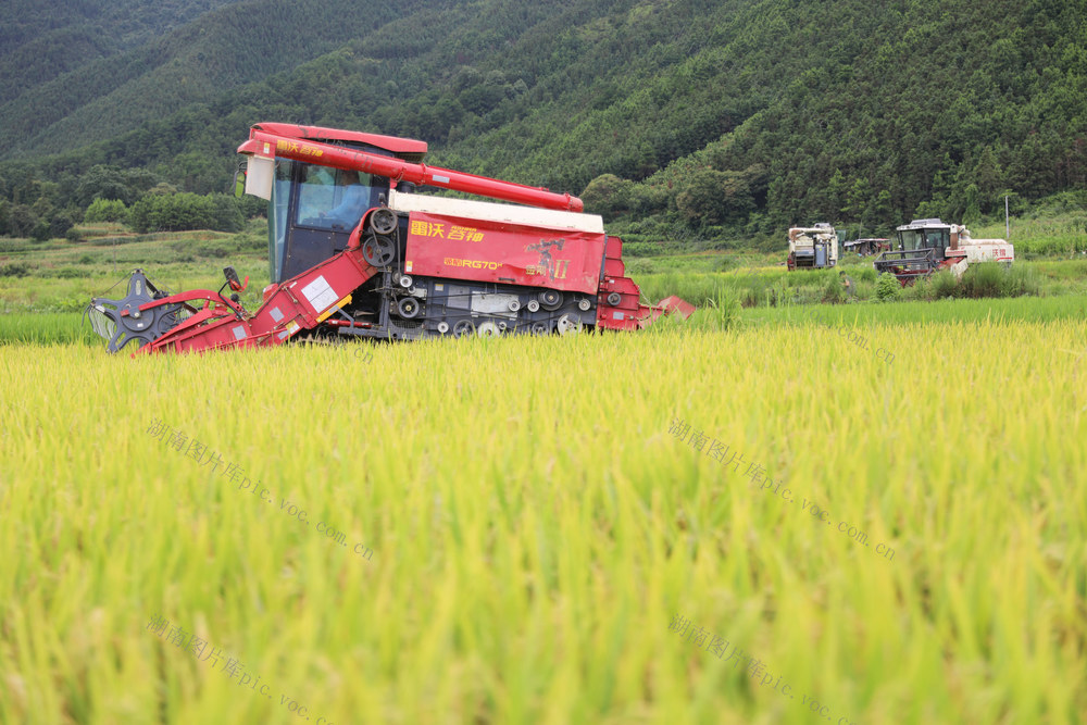 早稻 收割