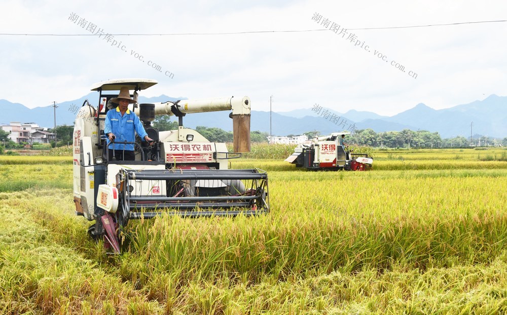   盛夏“双抢”忙