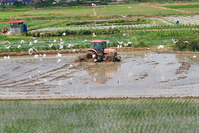 晚稻  插秧 耕种 双抢
