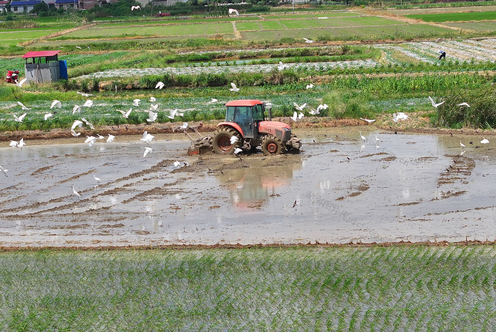 晚稻  插秧 耕种 双抢