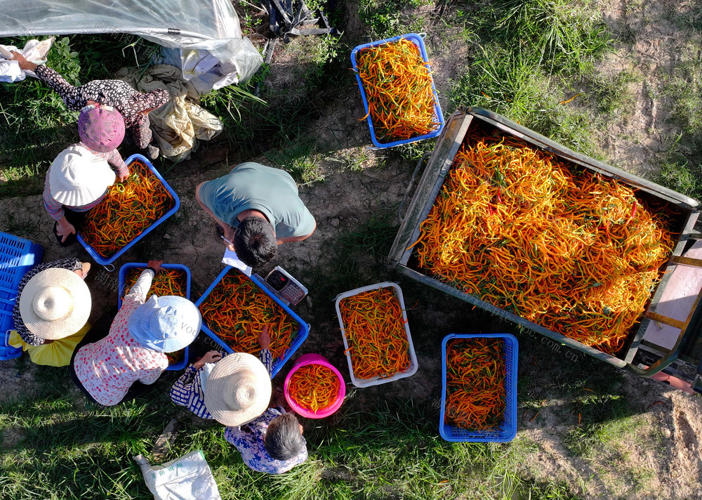黄贡椒 特色 种植 地理标志 农产品