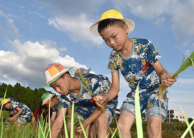 嘉禾：学农事 度暑假