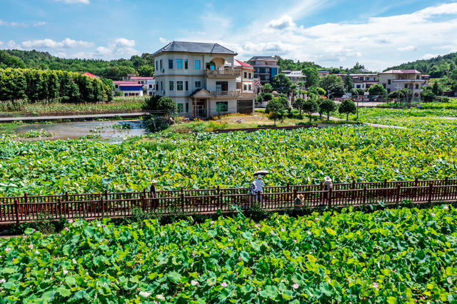 农旅融合  乡村振兴