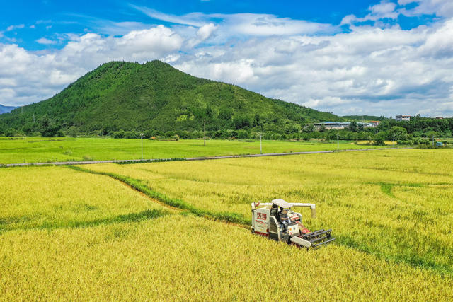 双抢 农忙 水稻 早稻 丰收 农机 农业