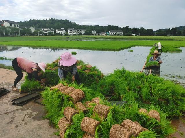 农事  农业 晚稻  