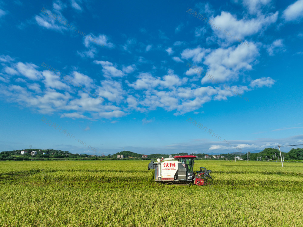 双抢
早稻
晚稻
道县