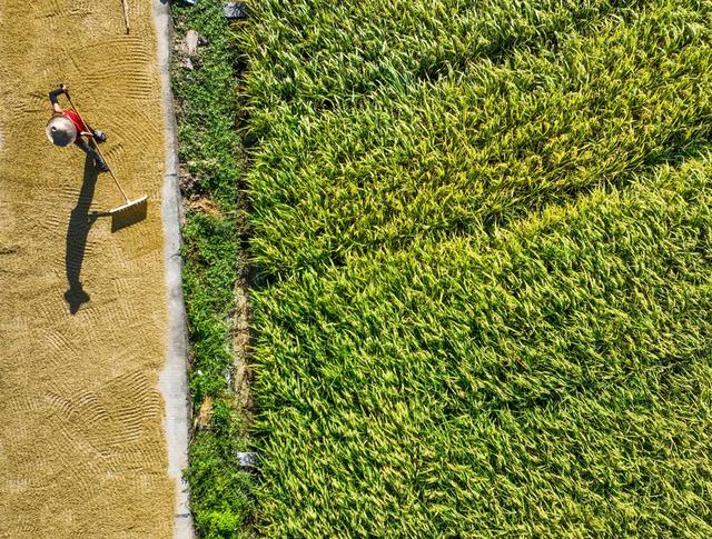双抢
早稻
晚稻
道县