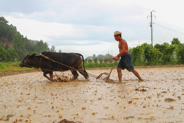 耕田  耕牛  农业  双抢  农事