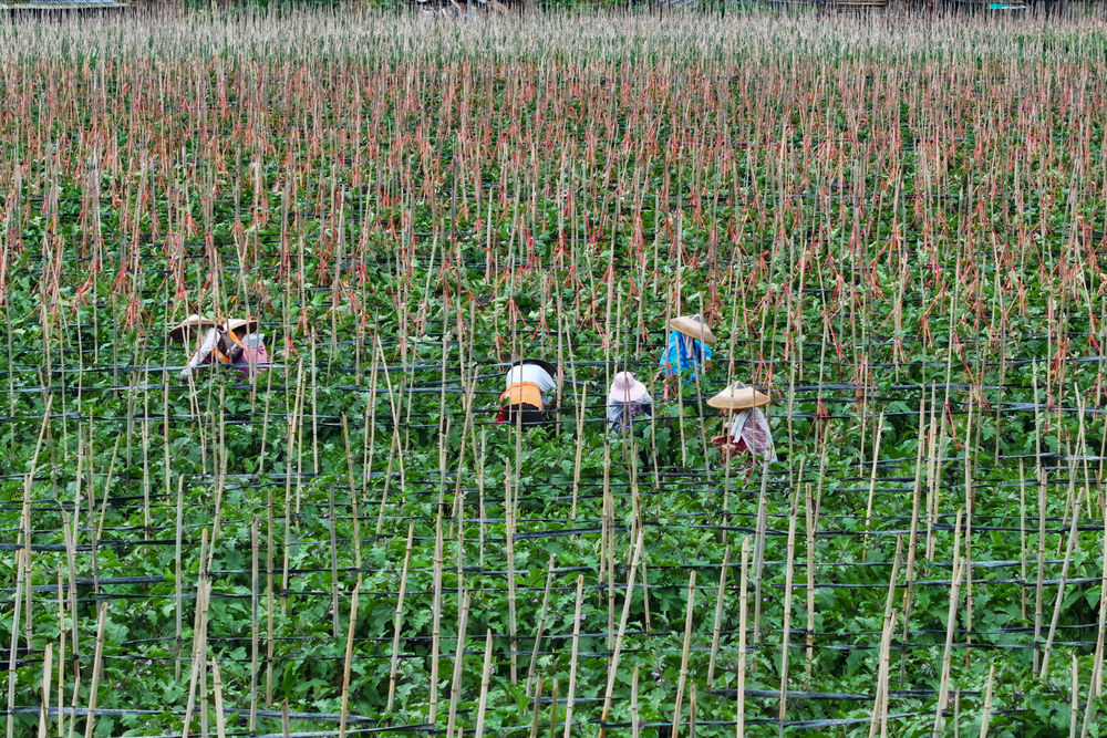 茄子 管护 农户 田间 产业