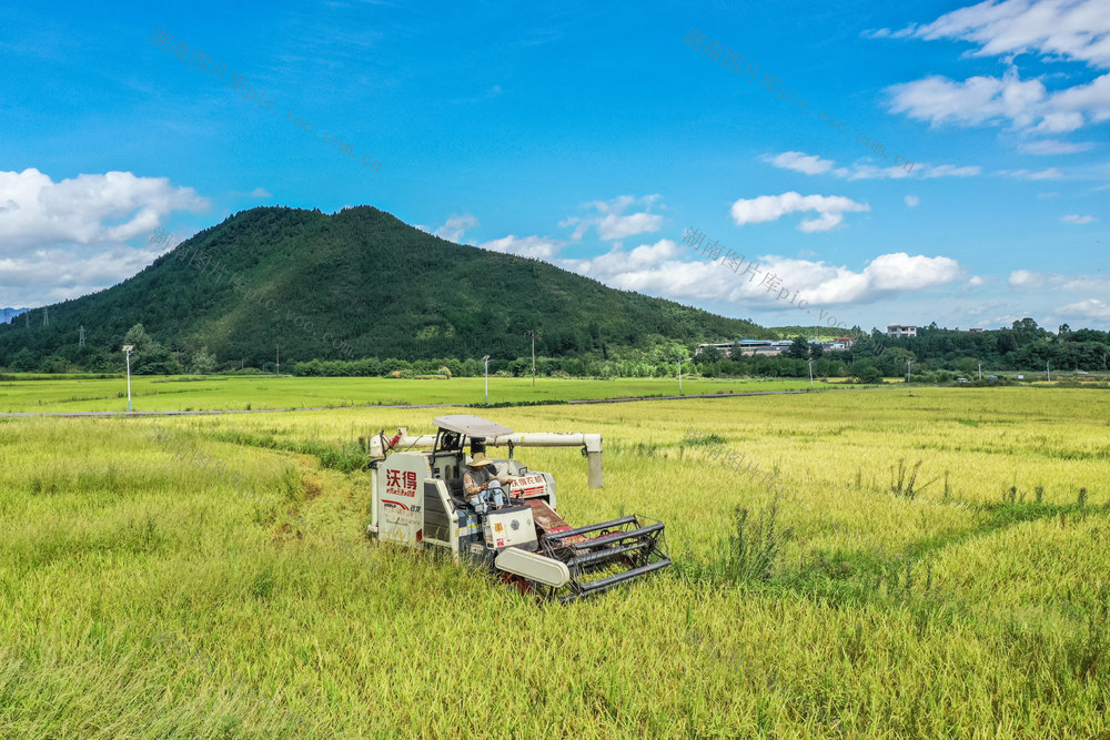 双抢 农忙 水稻 早稻 丰收 农机 农业