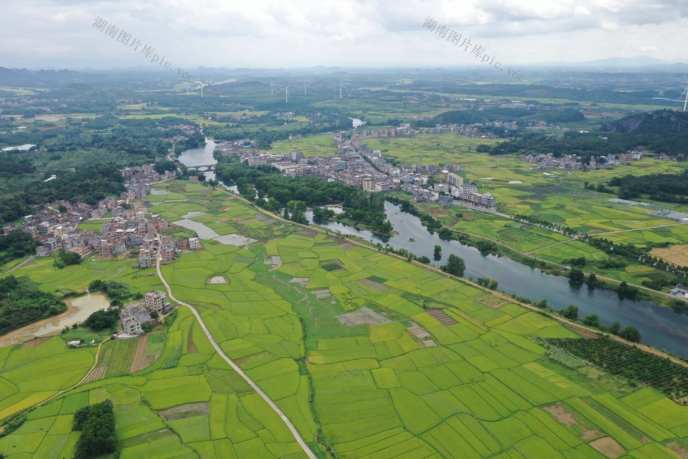 江永 稻谷 示范田 高标准农田建设