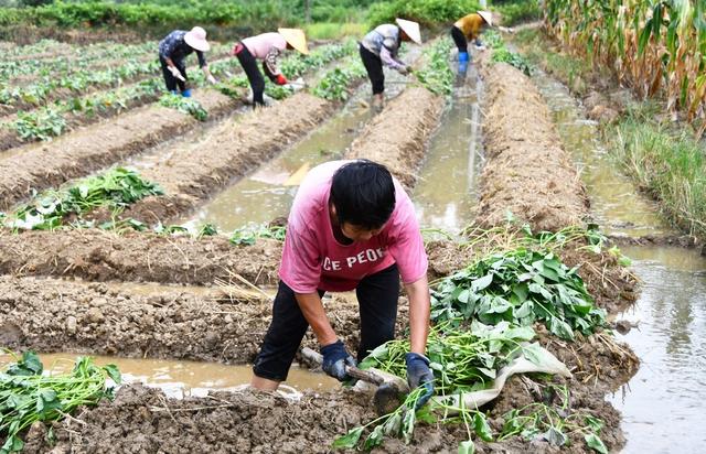  盛夏忙“双抢”