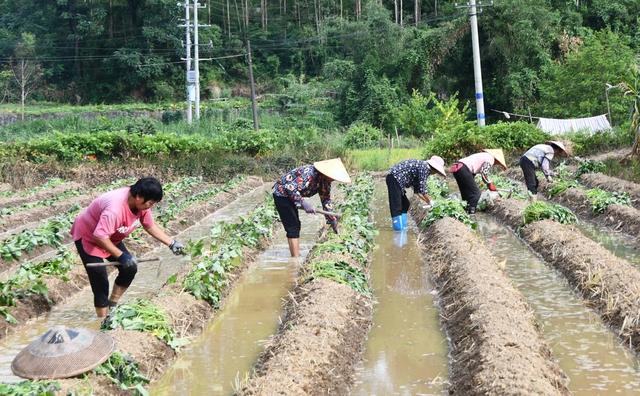  盛夏忙“双抢”