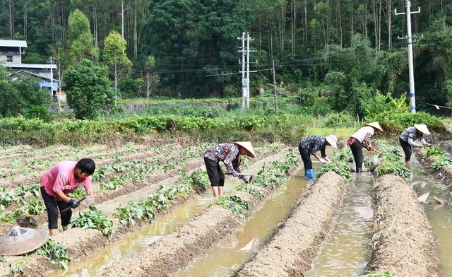  盛夏忙“双抢”