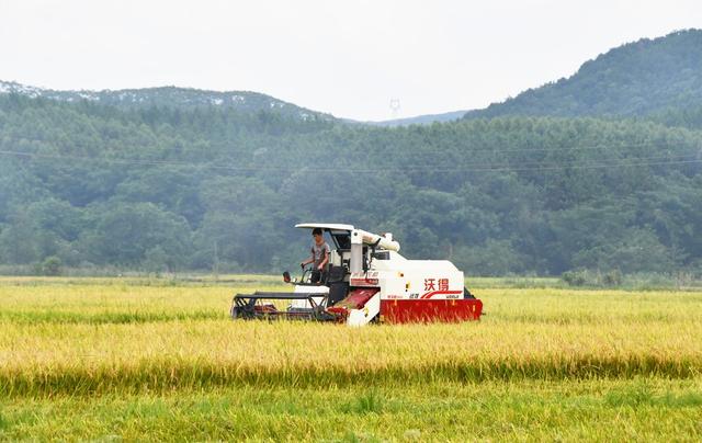  盛夏忙“双抢”