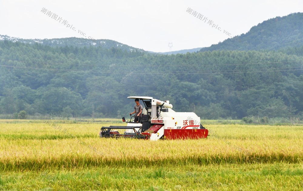  盛夏忙“双抢”