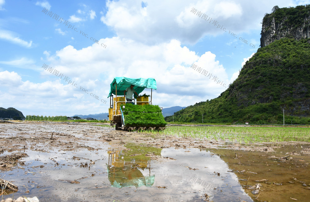  大暑将至农事忙 