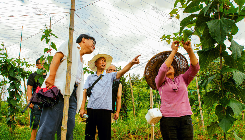 老科协     免费指导   罗汉果   人工授粉