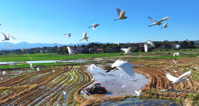 大暑 双抢 农忙 晚稻 插秧