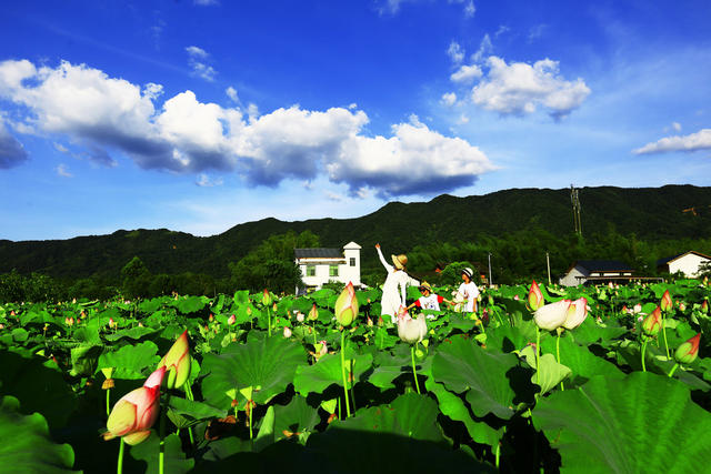 湖南  郴州  苏仙区 
 飞天山镇  和平村  荷花  乡村旅游  休闲旅游 
 郊乡村旅游圈 