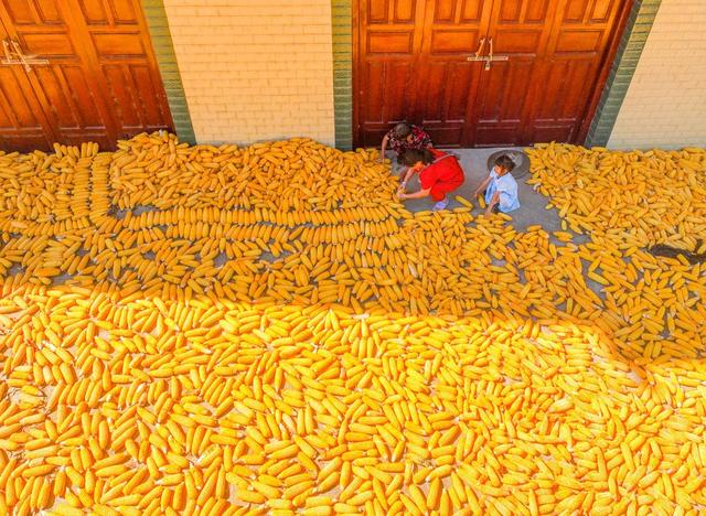 玉米
丰收
道县