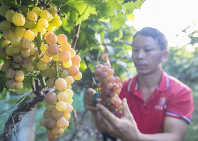 生态葡萄
道县