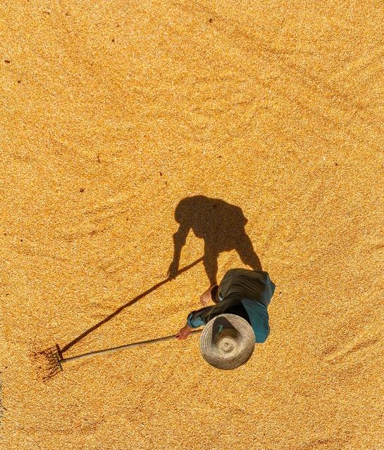 玉米
丰收
道县