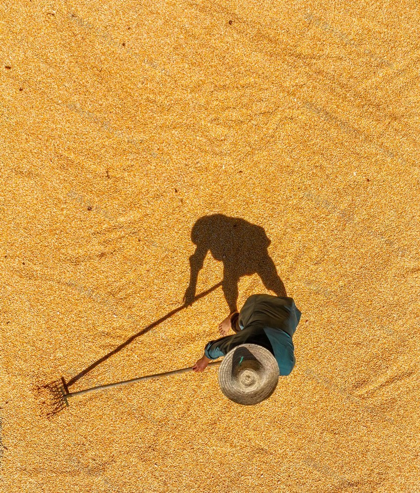 玉米
丰收
道县