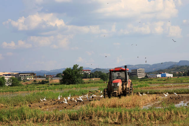 夏日 双抢  农民  农机  农田  高温  劳作