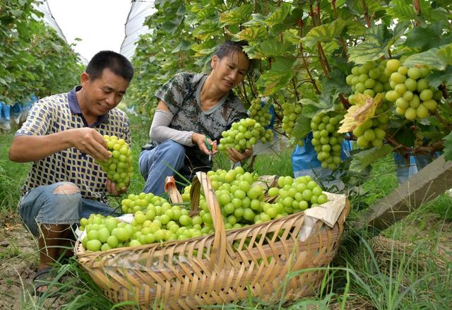 葡萄产业 助农“甜蜜增收”
