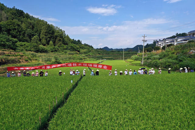 农技 粮食  无人机   产业    绿色