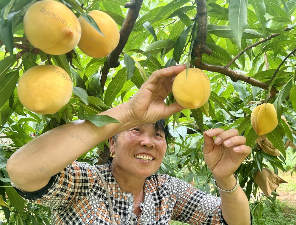 开心采果享清凉
