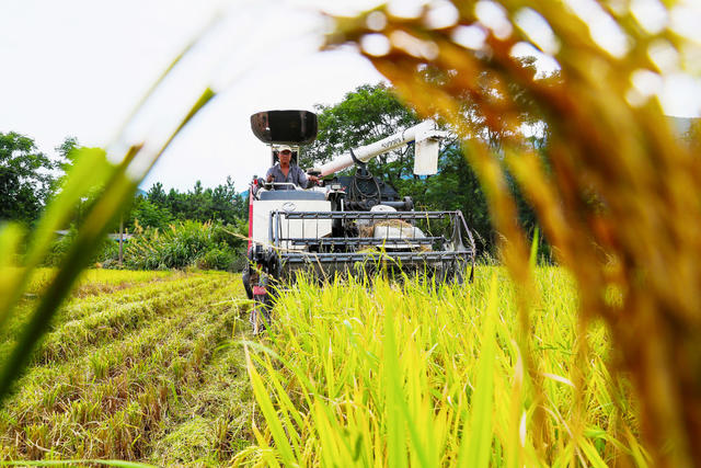 农机  收割  跨省  早稻  双抢